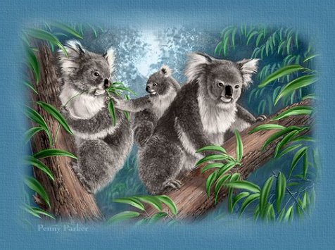 Koalas